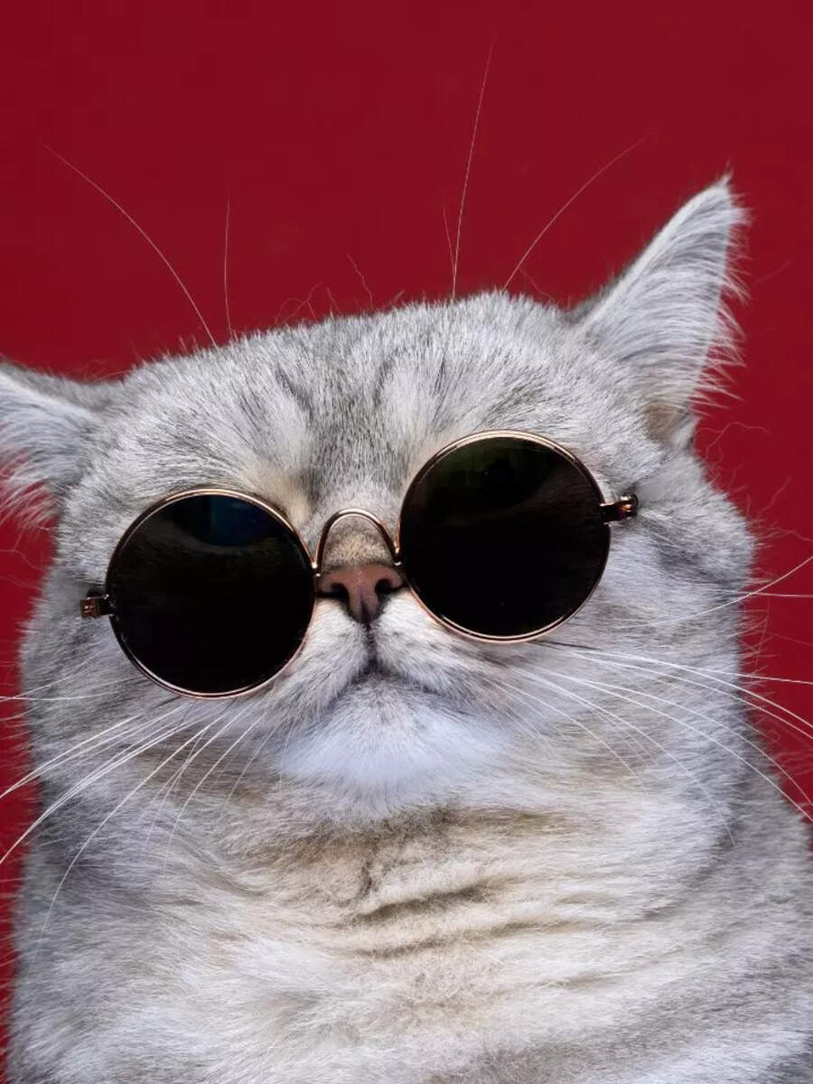 10 Animals That Love Human Companions Times Of India