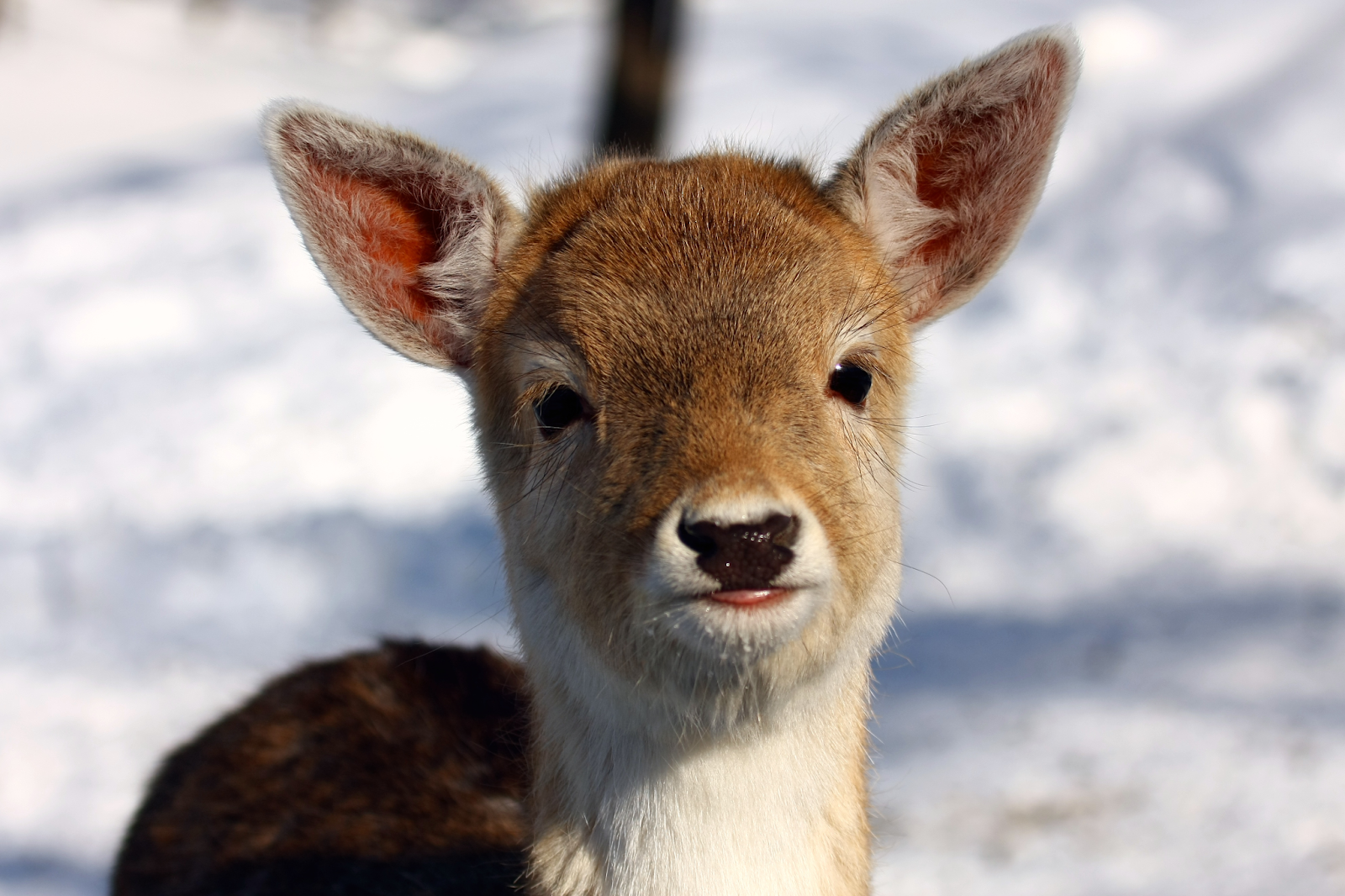 11 Of The Cutest Animals And Why Humans Love Them Howstuffworks