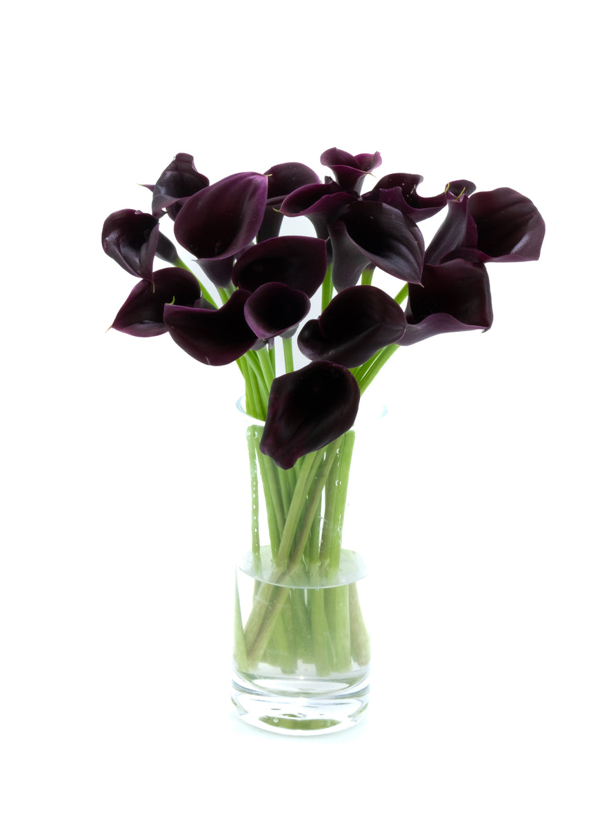 12 Different Types Of Purple Lily Cultivars 12 Different Types Of Purple Lily Cultivars