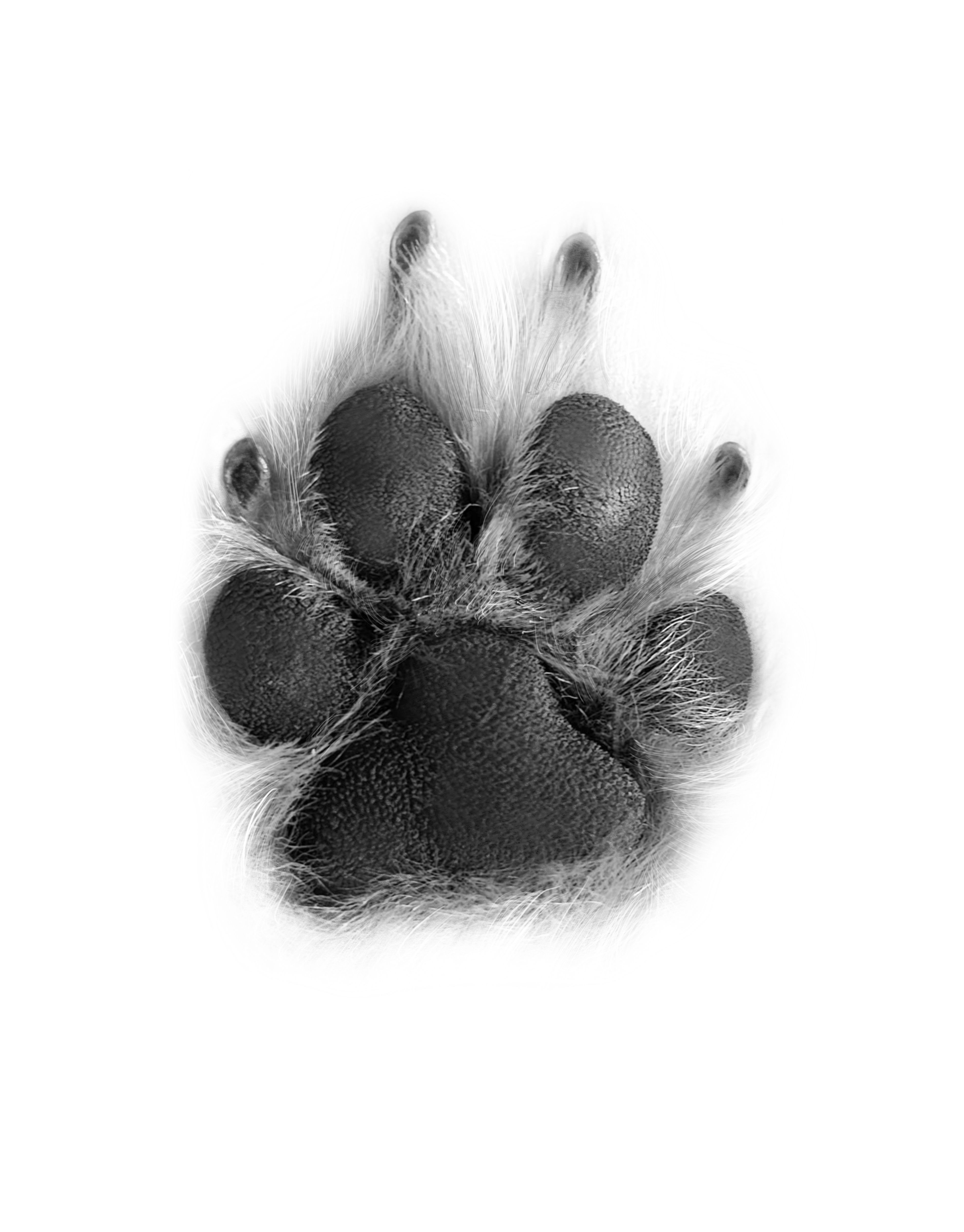 30 Dog Paw Tattoos How To Get A Dog Paw Tattoo Artofit