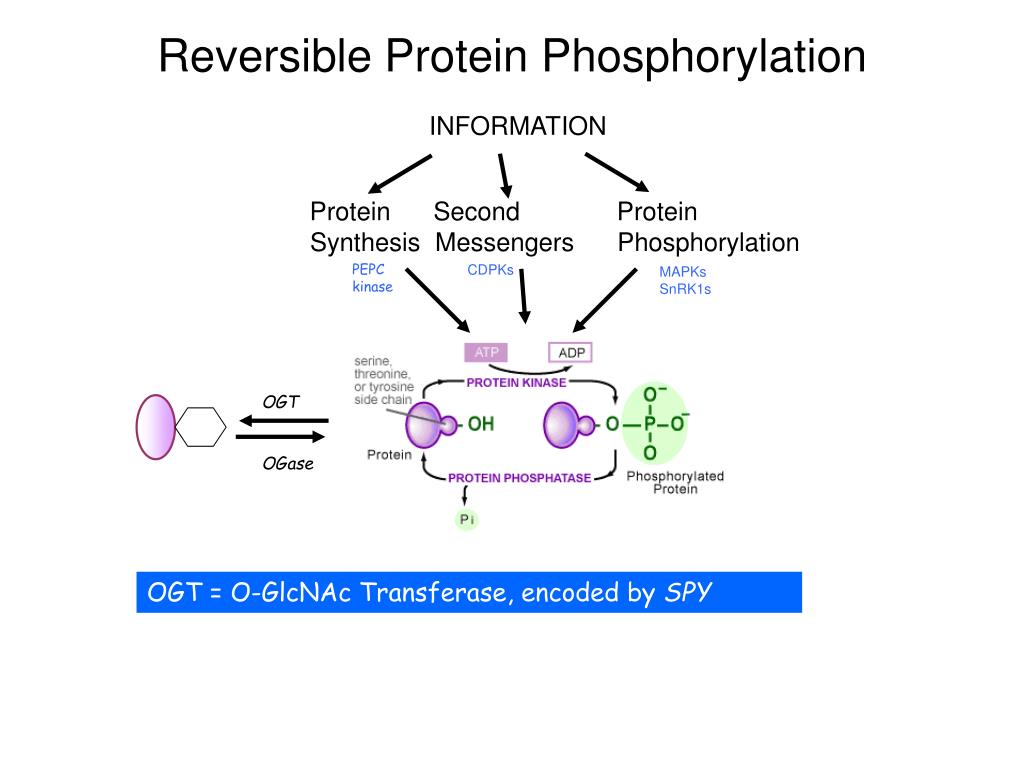 A Method To Examine Temporal Regulation Of Endogenous Ptms On Any Protein Of Interest A Snapshot Of The Egfr Signaling Pathway