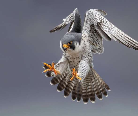 African Birds Of Prey Masters Of The Skies