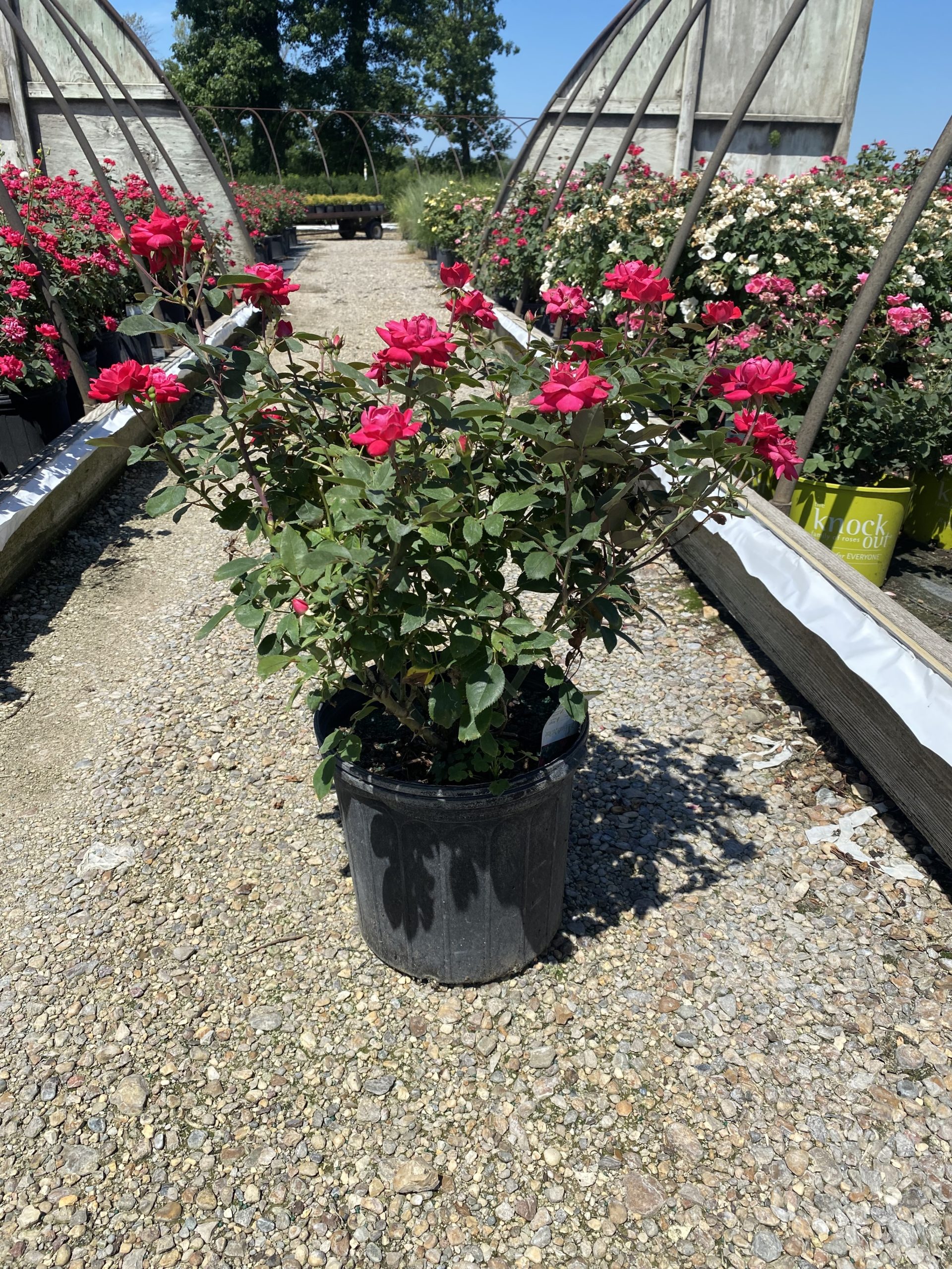 Awesome Red Tattoos Got To Knockout This Really Cool Red Rose Design