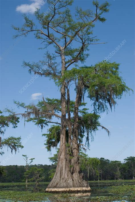 Bald Cypress Taxodium Distichum