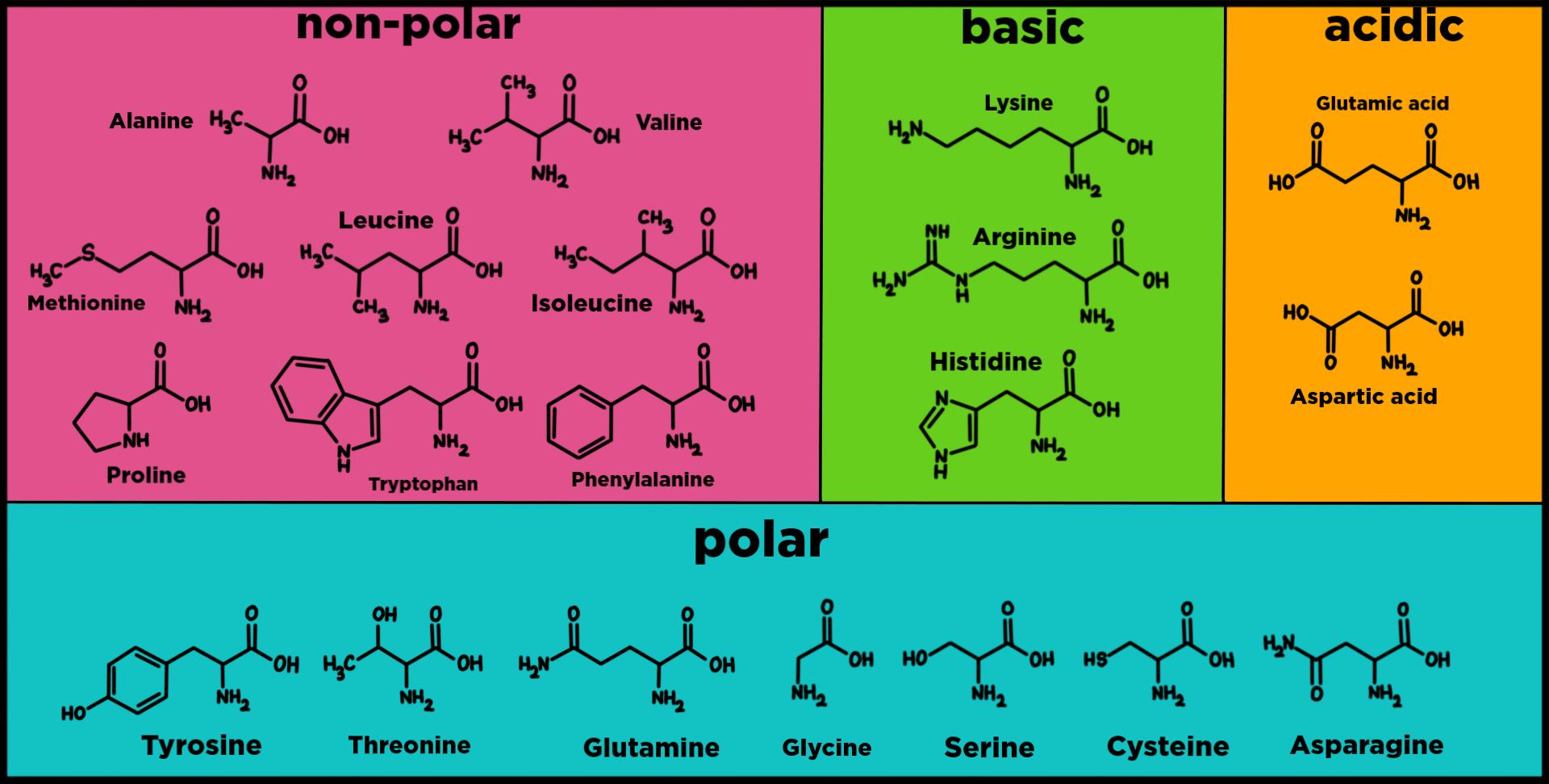 Basic Amino Acids An Overview Sciencedirect Topics