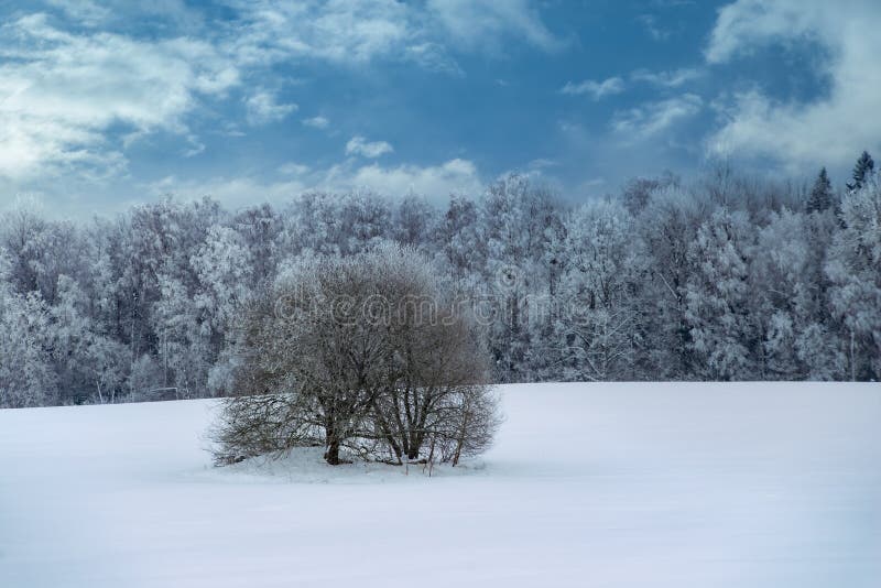 Beautiful Winter Landscape Snowy Forest Road Between Bare Trees And