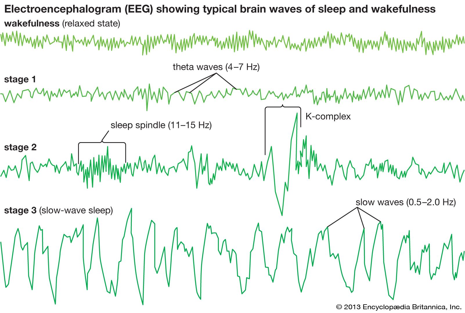 Whispers Of Biochemical Changes During Nrem Sleep Revealed