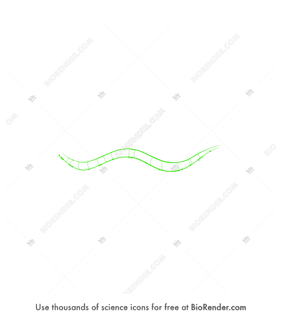 C. Elegans Nervous System Learning: A Guide For Neurobiologists