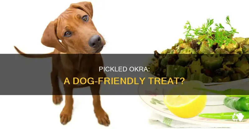 Explore Can Dogs Have Okra Now To Keep Pets Healthy