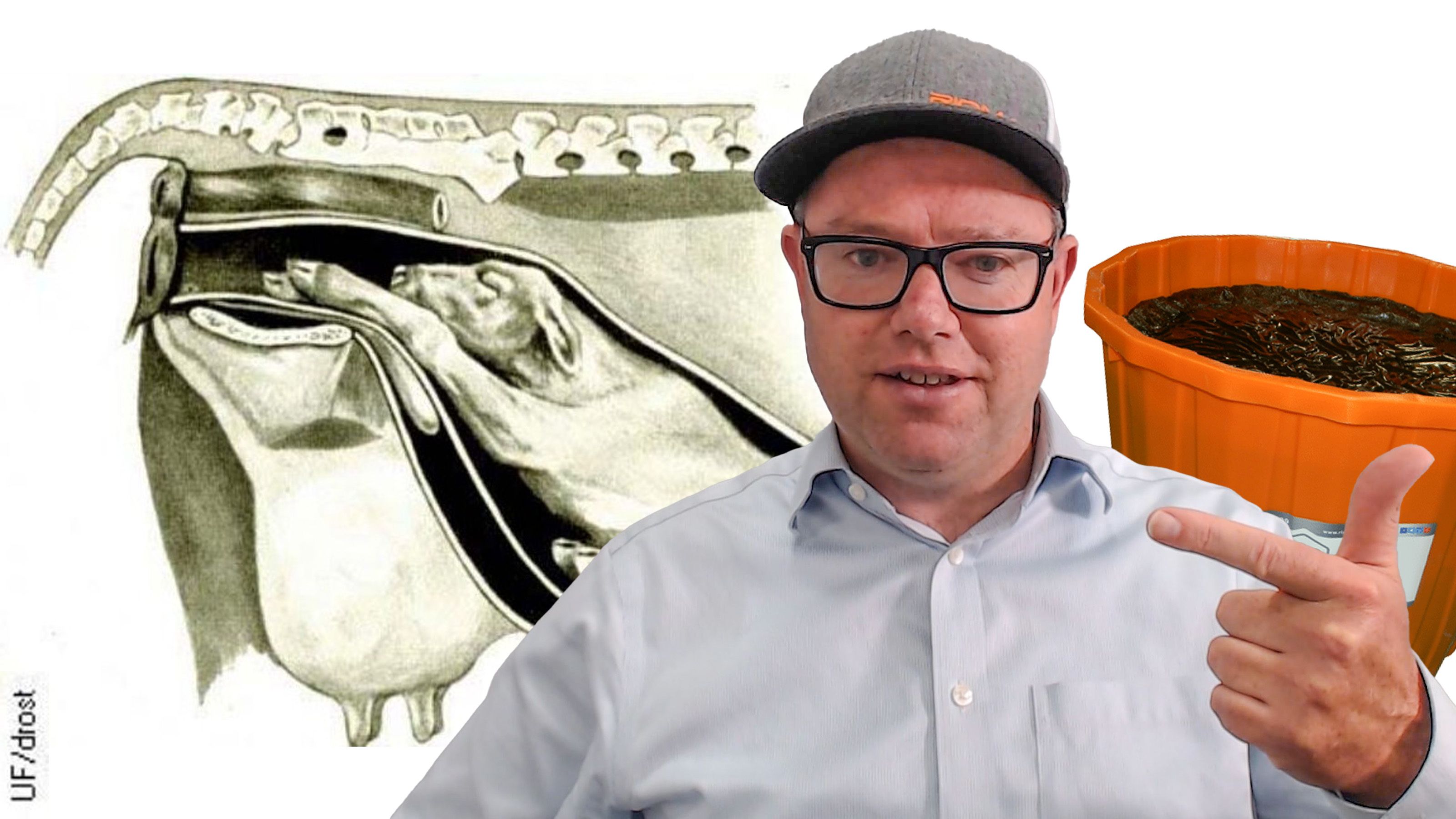 Cattle Fetal Programming Development Your Profitability Riomax 360