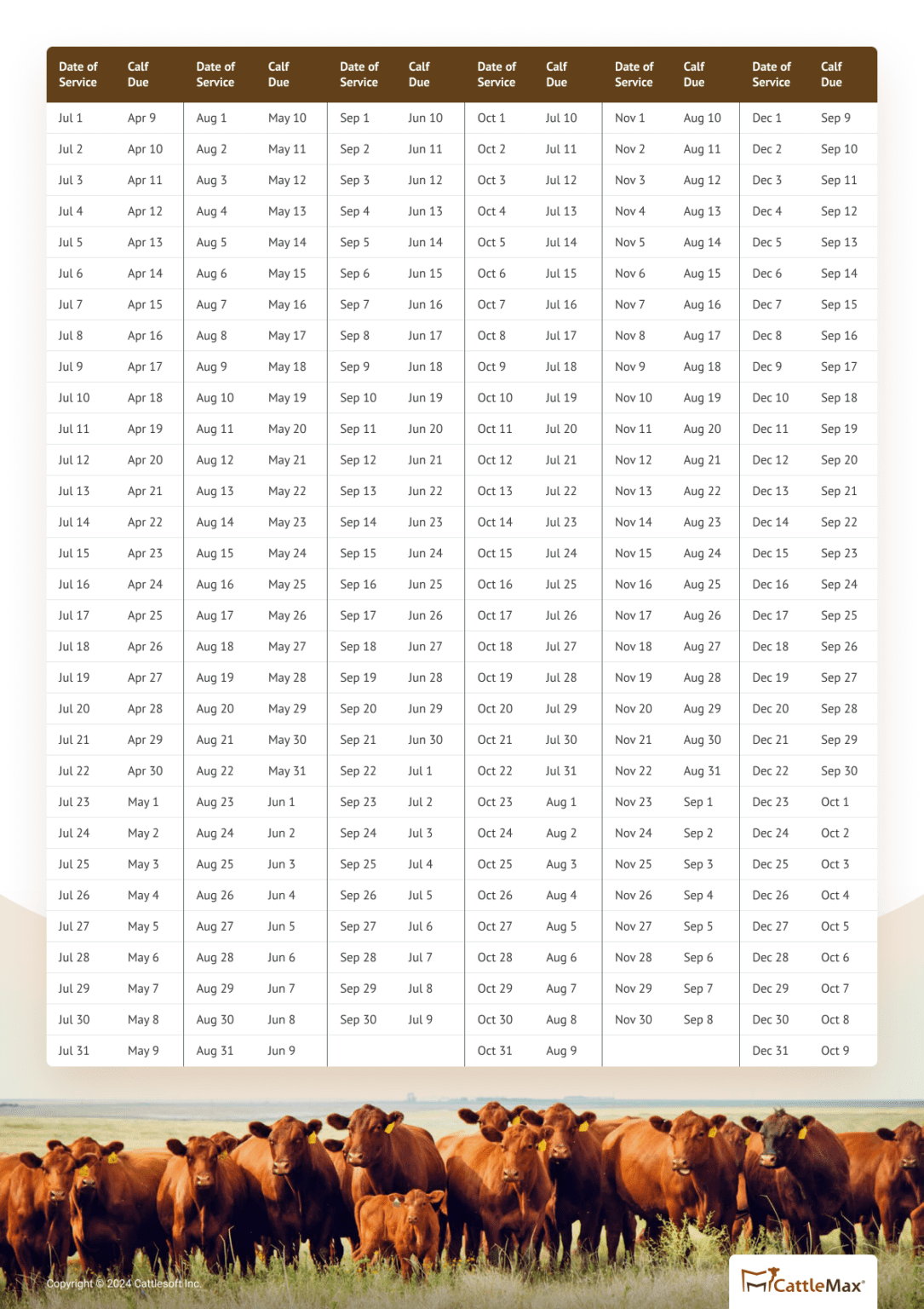 Cattle Gestation Period: Nine Months, Similar To Humans