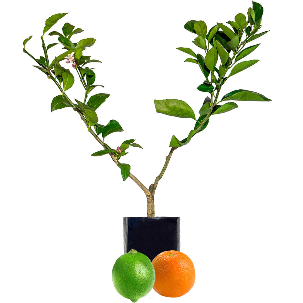 Citrus Trees