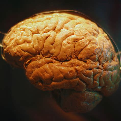 Do Humans Only Use 10% Of Their Brains? The Myth And The Science Behind ...