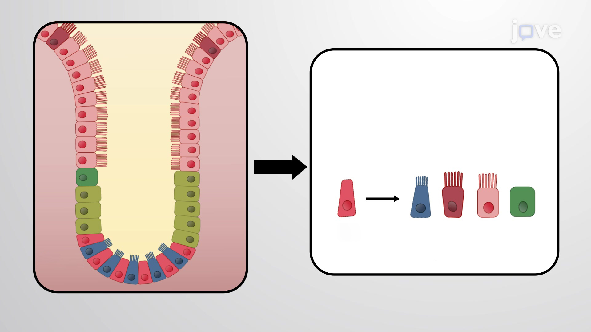 Eclosion Muscles Secrete Ecdysteroids To Initiate Asymmetric Intestinal Stem Cell Division In Drosophila Developmental Cell