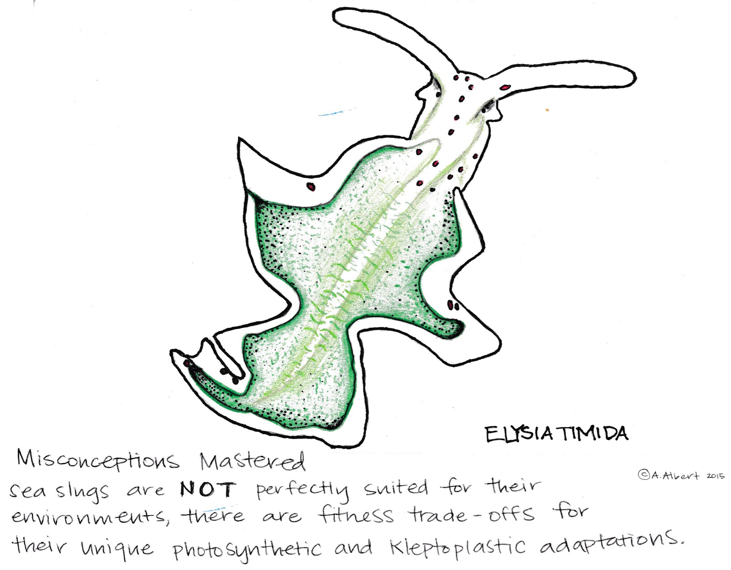 Evolution Of Photsynthetic Sea Slugs Evolutionshorts