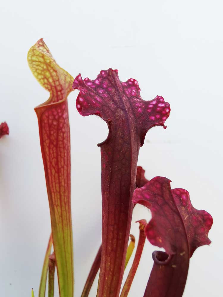 Exploring The Intriguing World Of Carnivorous And Exotic Plants With