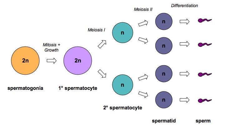 Flowchart On Sperm Production And Development