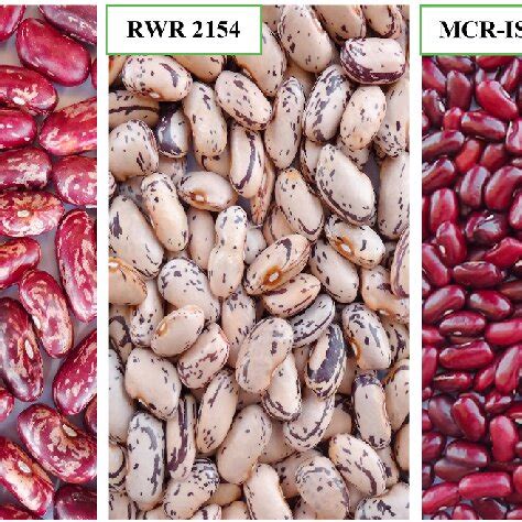 The Future Of Genetic Variability In Seeds Challenges And Resilience