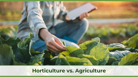 Horticulture Vs Agriculture Understanding Farming Methods