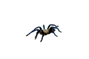 Https T Co Eo0dg7qkzh Haplopelma Lividum Cobaltblue Tarantula Tattoo Tat Inkorporatedtattoostudio