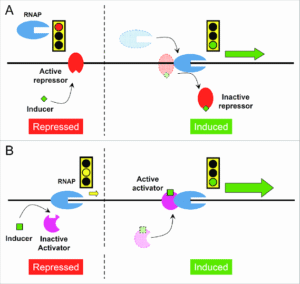 Origins Of Inducible Vs Uninducible: Tracing Their Scientific History