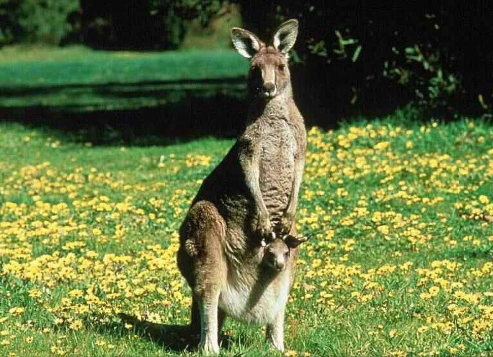 Joey Kangaroo