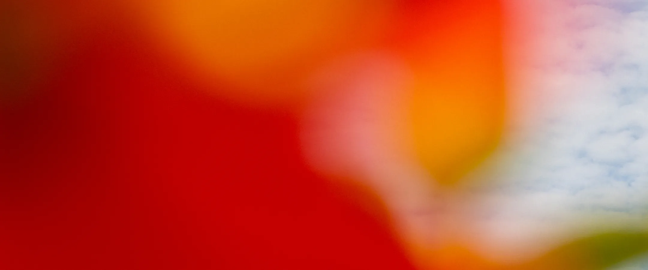 Why Ketamine Horse Tranquilizer Is Used For Safe Equine Sedation