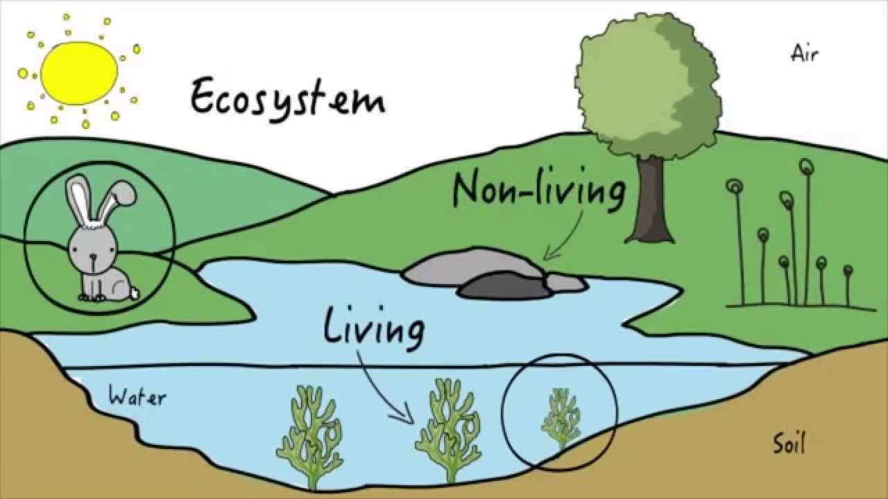 Lab Model Ecosystems Explained Youtube