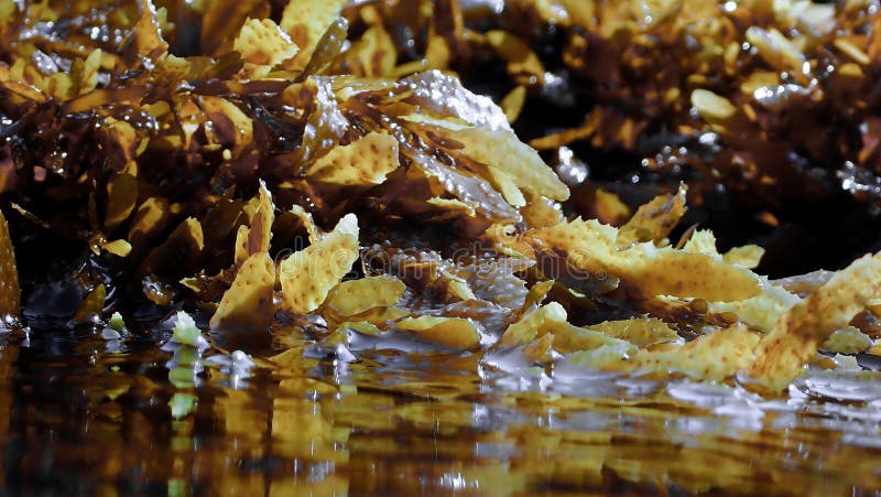 Names Of Algea In Food Vs. Common Algae In Cuisine