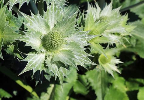 Plants With Spiky Leaves Fleabane And Sowthistle And Groundsel Oh My