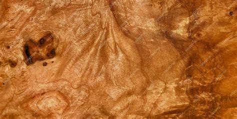 Premium Photo A Spellbinding Picture Unveiling The Alluring Patterns Of A Textured Wooden Surface