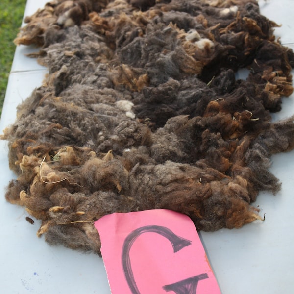Rambouillet Raw Wool Fleece Etsy