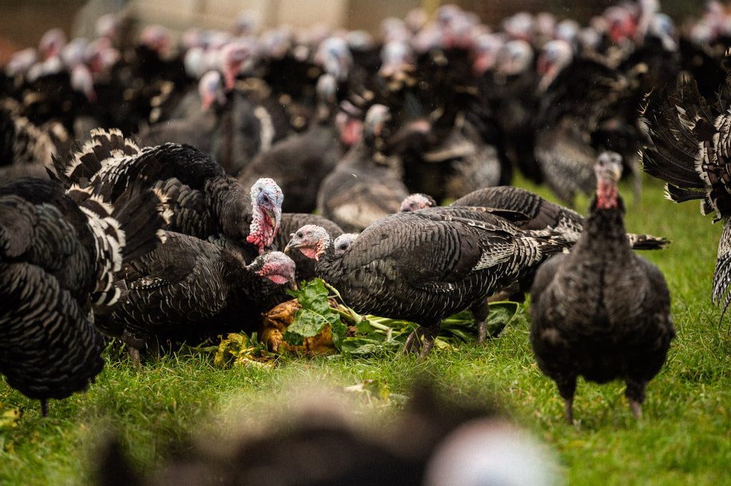 Rearing Turkeys On A Mixed Family Farm Pipers Farm