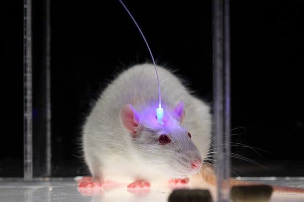 Risky Rats Give Clues On Brain Circuitry Behind Taking A Chance The New York Times
