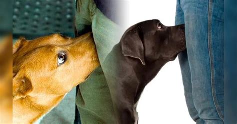 Exploring Canine Companionship Intimately: A Guide