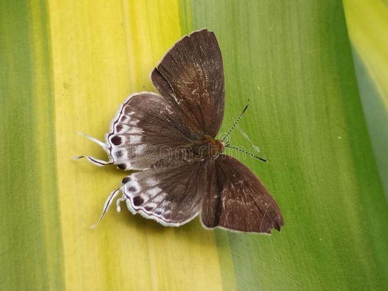 Small Tit Sex: A Guide