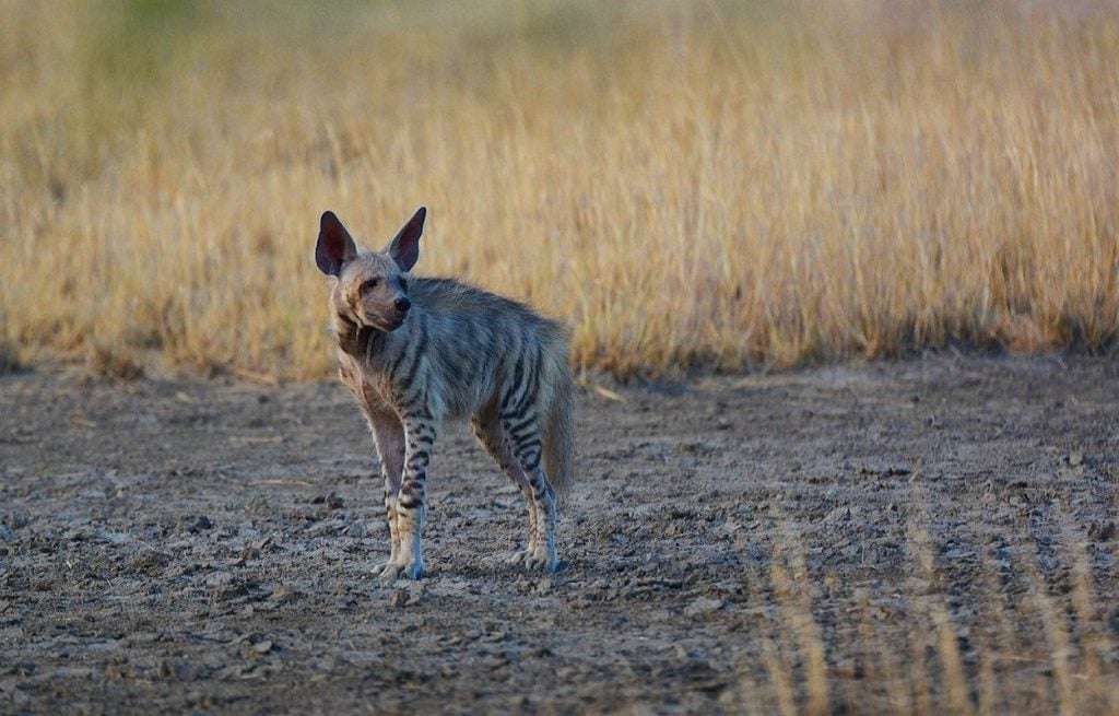 Striped Hyena By Joaantountattoos In Beirut Lebanon R Tattoos