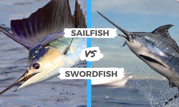 Swordfish Vs Sailfish: Investment Potential And Market Trends