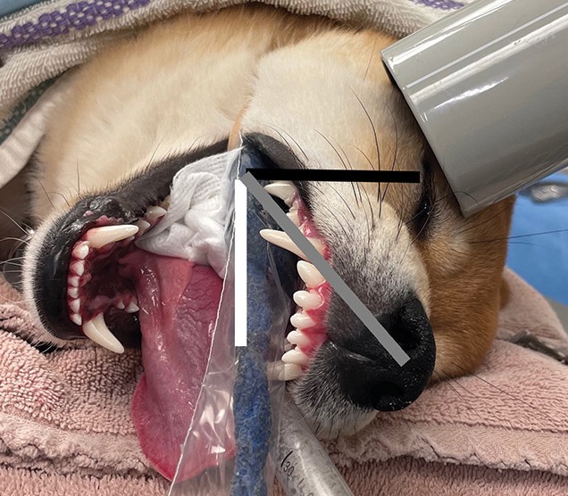 The Base Plate Orientation Angle A Plain Radiographic Technique For