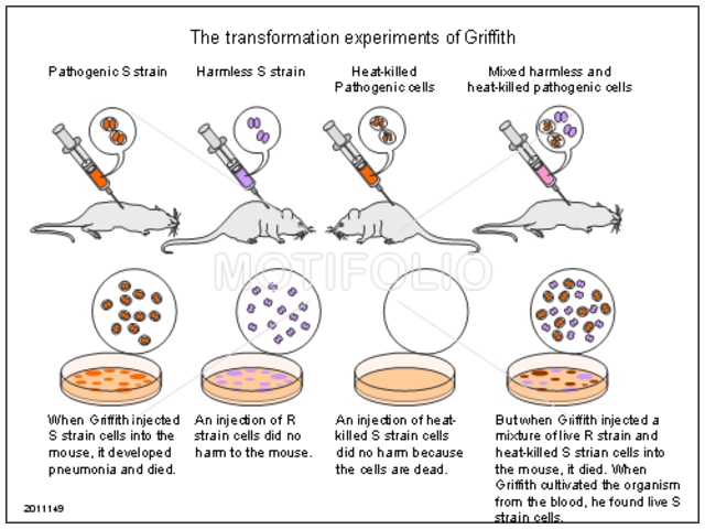 The Transformation Experiment Of Frederick Griffith I Its Narrowing And Potential For The Creation Of Novel Microorganisms
