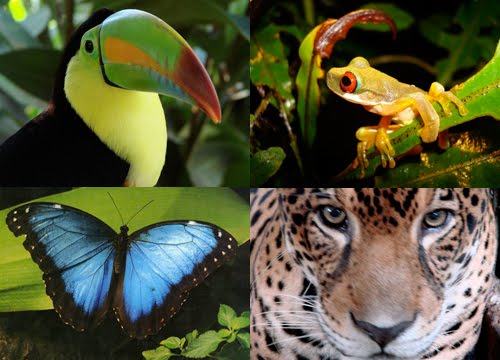 Future Of Tropical Rainforest Animals No Background: Evolving Forms
