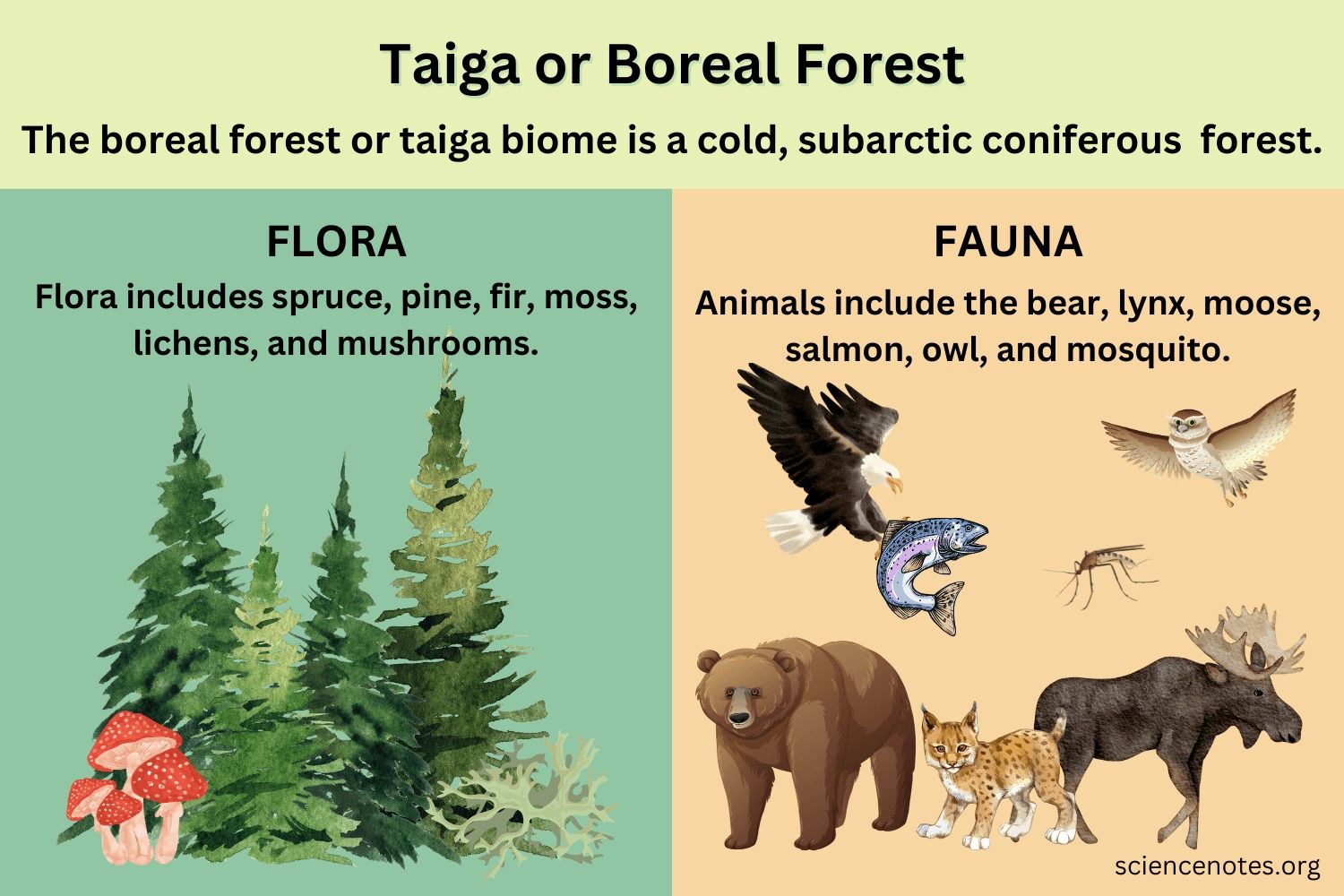 Tundra Biome Characteristics Flora Fauna Tundra Biome Characteristics Flora Fauna