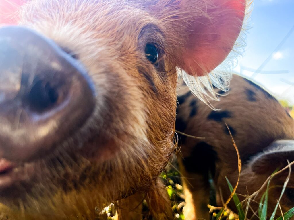 Unveiling The Charm Kunekune Pig Communication Decoded