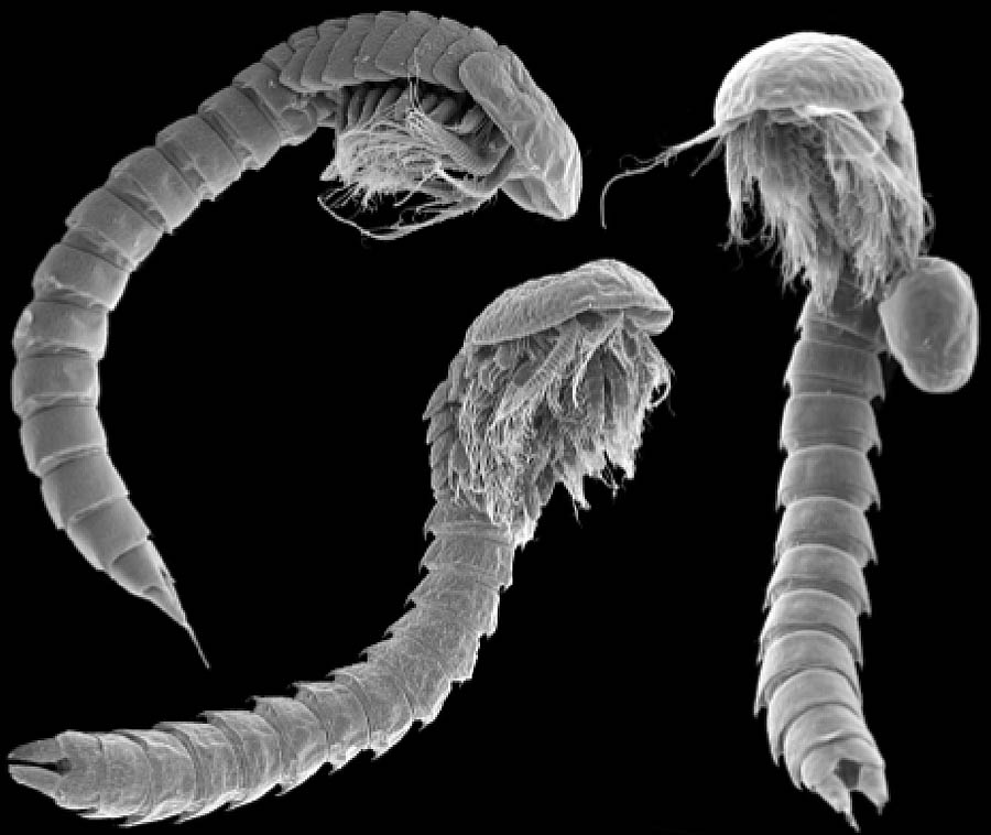 What Is Cephalocarida: A Tiny Blueprint Of Crustacean Life