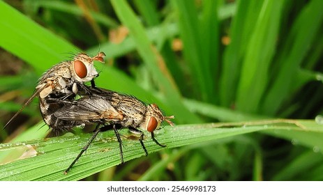 Top 5 Animal-Human Love Affairs